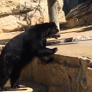 Meet your Posher, Gilbert